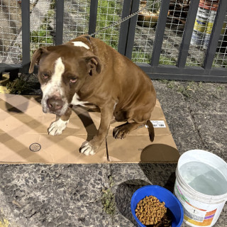  | Raza American Pitbull Terrier | Encontrado