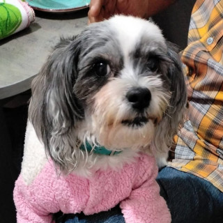 SHEE | Raza Shih Tzu  | Perdida