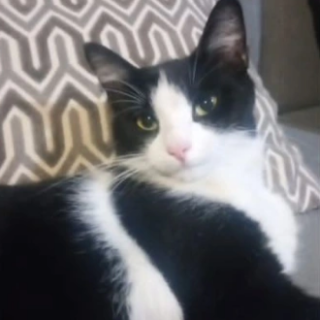 DRAGANA | Raza Doméstico Américano de Pelo Corto | Perdida