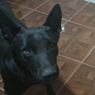 LUCKY | Raza Mestizo, cruza de Pastor Belga Malinois | Perdido
