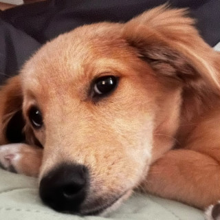 TITA | Raza Golden Retriever  | Final Feliz