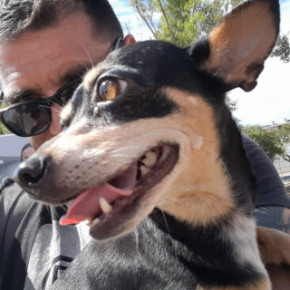 GOLONDRINA | Raza Pinscher Miniatura  | Perdida