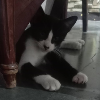 Foto de SR. ELEGANTE