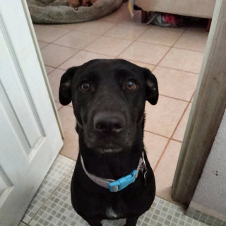 GALA | Raza Mestiza, cruza de Labrador | Perdida