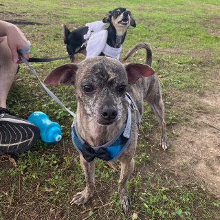 BACACHO | Raza Chihuahua | Perdido