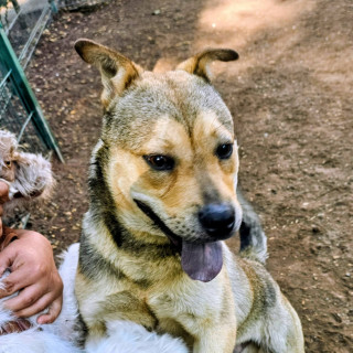  | Raza Mestizo, posible cruza de Husky con American Pitbull Terrier | Encontrado