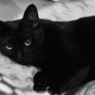 Foto de MILA