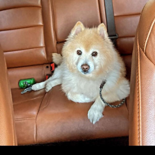 YONI | Raza Spitz Alemán | Final Feliz