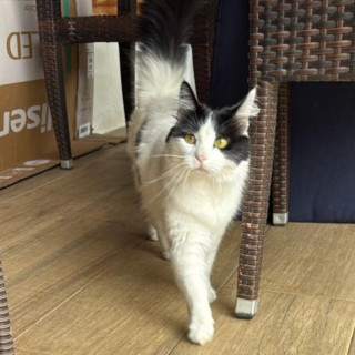  | Raza Doméstico Americano de pelo semilargo | Encontrada