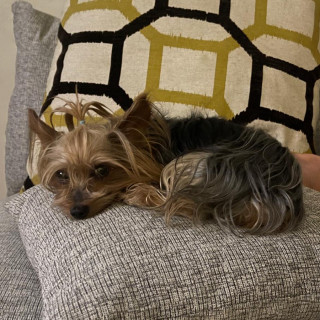 MÍA | Raza Yorkshire Terrier (Yorkie) | Final Feliz