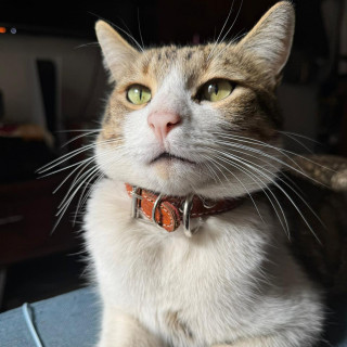 VLADIMIR | Raza Doméstico Américano de Pelo Corto | Final Feliz