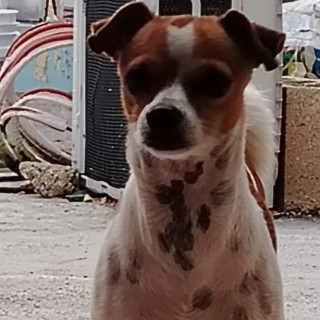 TEDDY | Raza Chihuahua | Final Feliz