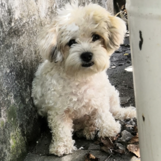 MÍA | Raza Mestiza,  cruza de Maltés con French Poodle,  (Maltipoo) | Final Feliz