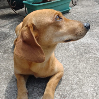  | Raza Dachshund o Salchicha  | Encontrada