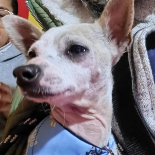 PAPI | Raza Chihuahua | Perdido