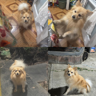 Foto de ENANO