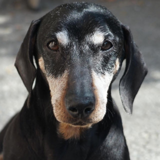 Foto de SIRIUS