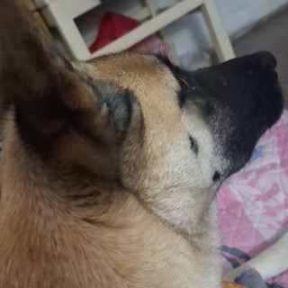 BELLA | Raza Mestiza, cruza de Akita | Perdida