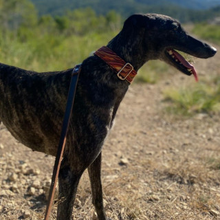 SENA | Raza Galgo Español | En Adopción