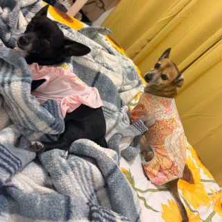 MOSHA | Raza Chihuahua | Perdida