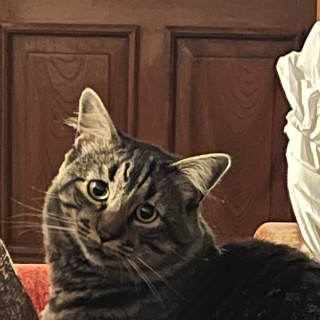 MACHIS | Raza Doméstico Americano de pelo semilargo | Perdido