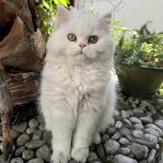 SIMI | Raza Británico de pelo largo | Perdido