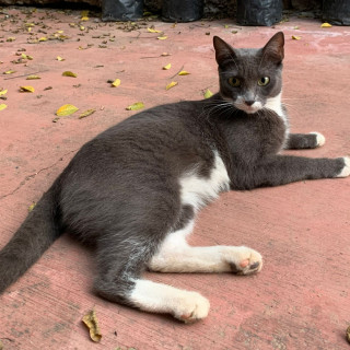 BESSIE | Raza Doméstico Américano de Pelo Corto | Perdida