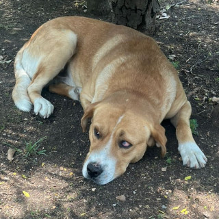 PAPUCHO | Raza Mestizo, cruza de American Pitbull Terrier con Labrador | Final Feliz