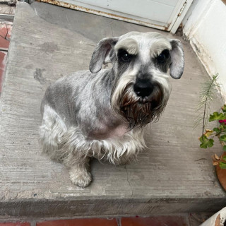 LOLA | Raza Schnauzer Estándar | Perdida