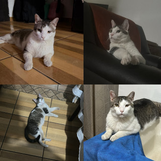 Foto de SEÑOR GATO