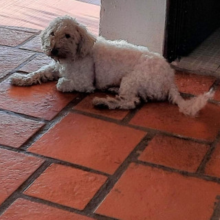 MOLLY | Raza French Poodle o Caniche | Perdida