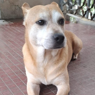 LOKI | Raza Mestizo, posible cruza de American Pitbull Terrier con Labrador | Final Feliz