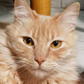 SIMBA | Raza Doméstico Americano de Pelo Semilargo | Perdido