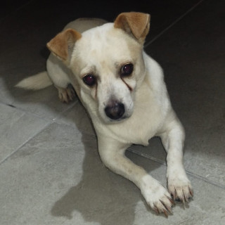 Foto de ROCKY