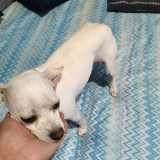 PINKY | Raza Chihuahua | Perdido