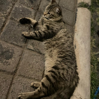 SR. GATO | Raza Doméstico Americano de pelo semilargo | En Adopción