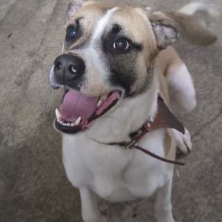 KENAI | Raza Criollo | Perdido
