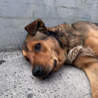  | Raza Mestizo | Encontrado