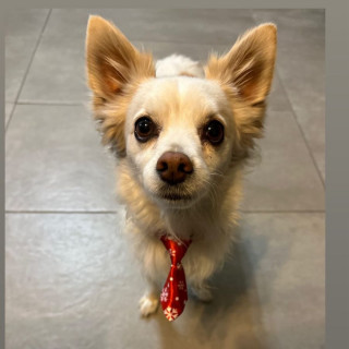 BENITO | Raza Mestizo, cruza de Chihuahua | Perdido