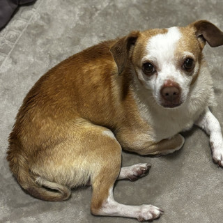 | Raza Chihuahua | Encontrado