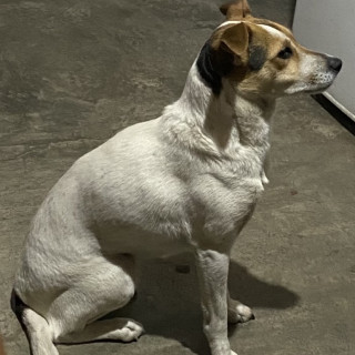 AKIRA | Raza Mestiza | Perdida