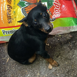  | Raza Chihuahua | Encontrado