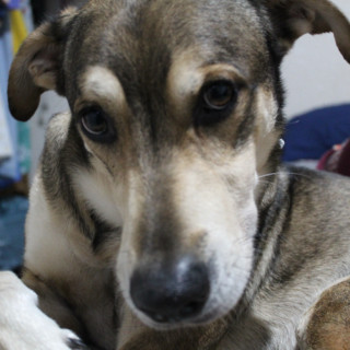 LOKI | Raza Mestizo, cruza de Husky Siberiano | Perdido