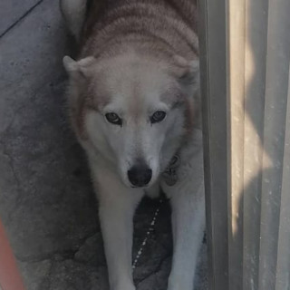 KEIL | Raza Husky Siberiano | Final Feliz