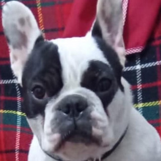 BOCHO | Raza Bulldog Francés  | Perdido