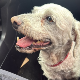  | Raza Mestizo, cruza de French Poodle | Encontrado