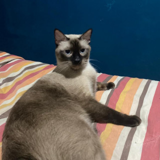 MAX | Raza Siamés Punto Foca | Perdido