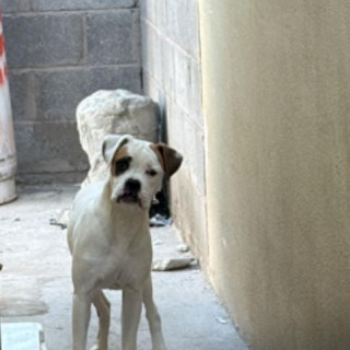 YUYA | Raza Bóxer  | Perdida