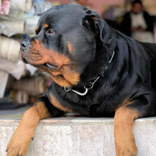 BECKER | Raza Rottweiler | Perdido