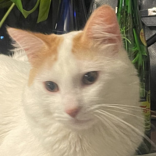 MANDARINO | Raza Doméstico Americano de pelo semilargo | Perdido